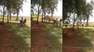 Goat Picks A Fight With An Angry Cow