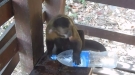 Monkey Came Prepared For A Hot Day