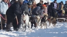 Race Dog Gets Mouthy Before The Start