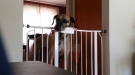 Great Dane Will Not Be Contained By A Baby Gate