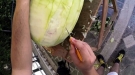Check Out This Amazing Watermelon Art