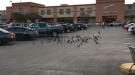 Birds Say Goodbye To A Friend