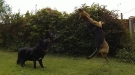 Go Home Dogs, You're Drunk