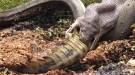 Massive Snake Devours A Crocodile Whole