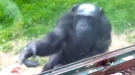 Animals Don't Like Being Caged
