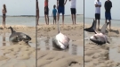 Beached Great White Nearly Dies But Gets Rescued At The Last Minute