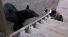 This Badass Guard Cat Doesn't Back Down From Bear