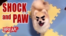 Shock and Paw - Breaking Videos