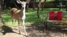 Deer VS Dog: Who Will Win?
