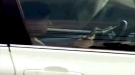 Oh My! Woman Is Caught Texting With Her Hands While Driving With Her Feet