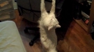 Kitty Says You Need To Stop Playing Video Games