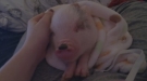 Sleepy Pig Just Wants A Nap
