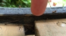 Grasshopper Bro Offers A High Five