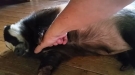 Who Says Badgers Can't Be Good Pets?