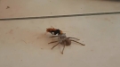About The Worst Thing Anyone's Ever Seen In Their Kitchen