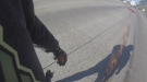 Biker Weaves Through Traffic Until He Finds The Perfect Place To Crash