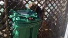 Raccoon Picks Up Dinner On His Way Home