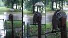 The Saddest Raccoon Ever