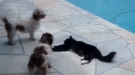 Cat Vs 2 Dogs
