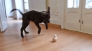 BB-8 Goes To The Bark Side