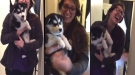 Someone Taught This Husky Puppy To Say Too Much
