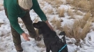 Hunting Dog Gets A Test Run With A GoPro Rig