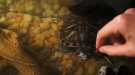 That Turtle Is A Hog