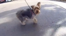 Toughest 10lb Dog You'll See Today