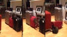 This Is Why You Don't Let Cats Pack Suitcases