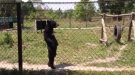 Just A Bear Going For A Stroll