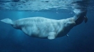 It's A Baby Beluga