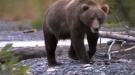 Young Grizzly Succumbs To A Heart Attack