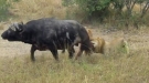 Buffalo Pops A Tire To Escape Certain Death