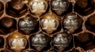 Fascinating Time Lapse Shows The Growth Of A Bee