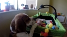 This Dog Really Wants That Baby To Play