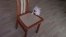 When Your Cookie Is Just Out Of Reach