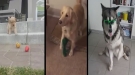 All The Dogs You Need, Right Here