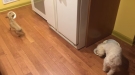 This Rescue Dog Really Doesn't Like To Eat Alone