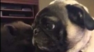 Sometimes You Just Need To Watch A Pig Meet A Pug