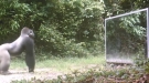 Animals Vs Mirror