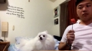 When Your Dog Wants Melon But Is Afraid To Ask