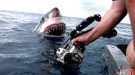 A Mouthful Of Hello From A Great White Shark