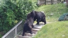 Stay Inside, Here's A Bear Fight On The Lawn