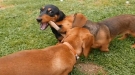 How Many Weiner Dogs To Fetch 1 Stick?