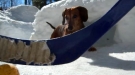 What Makes Hockey Better? Wiener Dogs