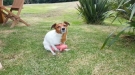 This Jack Russell Is Having Too Much Fun With His Pig