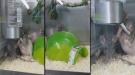 The Rattequin Challenge'