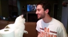 Cat Punches Sweet Talking Owner In The Face