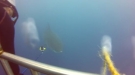 Worse Than Being Bit By A Shark