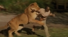 Check Out Roar, Possibly The Craziest Movie Ever Filmed